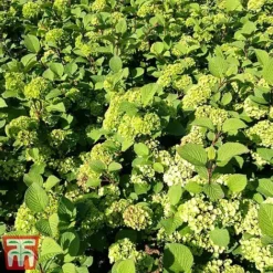 Viburnum Plicatum F. Tomentosum -Garden Central Sales Store vibu granno