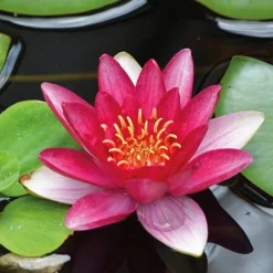 Water Lily Red With Pond Basket -Garden Central Sales Store water red NOW1