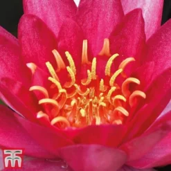 Water Lily Red With Pond Basket -Garden Central Sales Store water red21