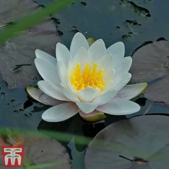 Water Lily White With A Pond Basket -Garden Central Sales Store water white22