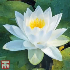 Water Lily White With A Pond Basket -Garden Central Sales Store water white3
