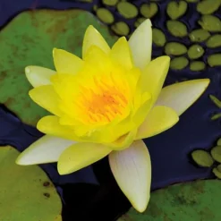 Water Lily Yellow With A Pond Basket -Garden Central Sales Store water yellow NOW1