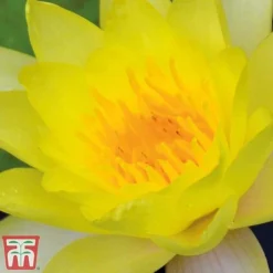 Water Lily Yellow With A Pond Basket -Garden Central Sales Store water yellow21