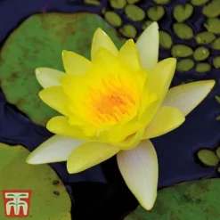 Water Lily Trio With A Pond Basket -Garden Central Sales Store water yellow3