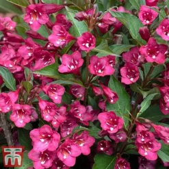 Weigela 'Towers Of Flowers'&reg; Duo -Garden Central Sales Store weig ch2