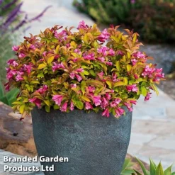 Weigela 'Magic Carpet' -Garden Central Sales Store weigela1