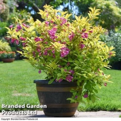 Weigela 'Magic Carpet' -Garden Central Sales Store weigela4