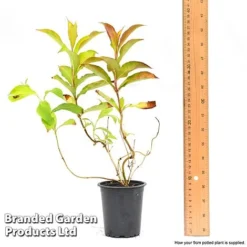 Weigela 'Magic Carpet' -Garden Central Sales Store weigela6