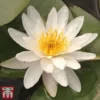 Water Lily White With A Pond Basket