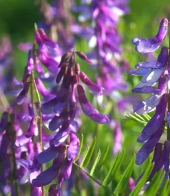 Wildlife Mix Seed Bag - 100 Balls -Garden Central Sales Store wildlife20final20product