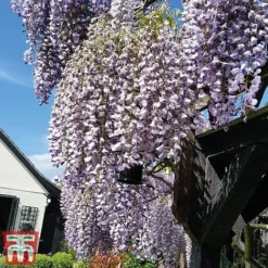 Wisteria Sinensis 'Prolific' -Garden Central Sales Store wist4