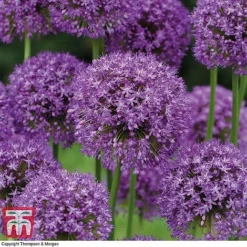 Allium Bumper Pack -Garden Central Sales Store z ALLI T71665 B