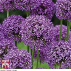 Spring Bulb Variety Bundle -Garden Central Sales Store z ALLI T71665 B3