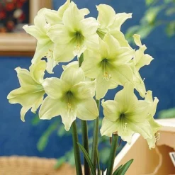 Amaryllis Collection -Garden Central Sales Store z AMAR T46576 A h