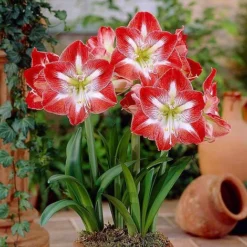 Amaryllis Collection -Garden Central Sales Store z AMAR T46577 A h