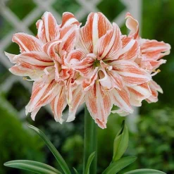 Amaryllis Collection -Garden Central Sales Store z AMAR T46578 A h