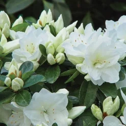 Azalea 'Dwarf Collection' -Garden Central Sales Store z AZAL T51899 A h
