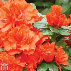 Azalea 'Dwarf Collection' -Garden Central Sales Store z AZAL T51901 A h
