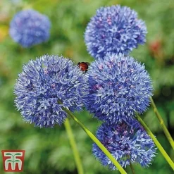 Spring Bulb Variety Bundle -Garden Central Sales Store z Allium Collection53