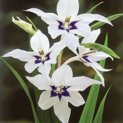 Summer Bulb Collection -Garden Central Sales Store z BULB 71088 F