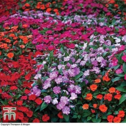 Nurseryman's Choice Summer Annual Plants -Garden Central Sales Store z BUSY P94608 A1