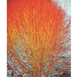 Cornus Winter Duo -Garden Central Sales Store z CORN T10053 A h1