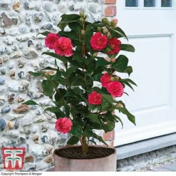 Camellia 'Blooming Wonder' Trio -Garden Central Sales Store z Camellia Blooming Wonder Red