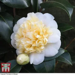 Camellia 'Blooming Wonder' Trio -Garden Central Sales Store z Camellia Blooming Wonder White