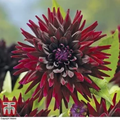 Dahlia 'Rouge Collection' -Garden Central Sales Store z DAHL T51581 A