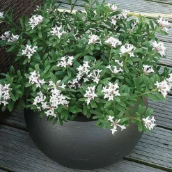 Daphne Fragrance Duo -Garden Central Sales Store z DAPH P93935 A h61