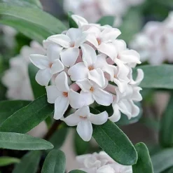 Daphne Fragrance Duo -Garden Central Sales Store z DAPH P93935 B h31