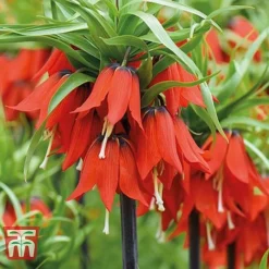 Fritillaria Imperialis Duo -Garden Central Sales Store z FRIT T10516 D