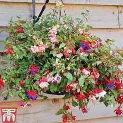 Fuchsia Trailing Pre-Planted Basket -Garden Central Sales Store z FUCH T51695 D