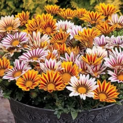 Nurseryman's Choice Summer Annual Plants -Garden Central Sales Store z GAZA T47451 A