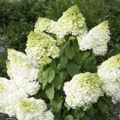 Hydrangea Paniculata 'Magical Moonlight' -Garden Central Sales Store z HYDR V57907 A h