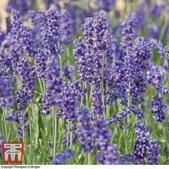 Lavender Collection -Garden Central Sales Store z LAVE T44635 B51