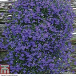 Nurseryman's Choice Summer Annual Plants -Garden Central Sales Store z LOBE T16172 A