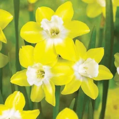 Narcissus 'Jonquilla Collection' -Garden Central Sales Store z NARC T46035 A h
