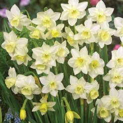 Narcissus 'Jonquilla Collection' -Garden Central Sales Store z NARC T46036 A h