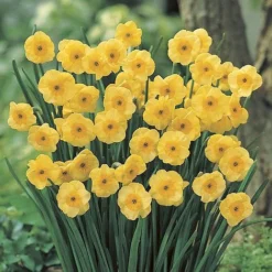 Narcissus 'Jonquilla Collection' -Garden Central Sales Store z NARC T46037 A h