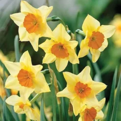 Narcissus 'Jonquilla Collection' -Garden Central Sales Store z NARC T46038 A h