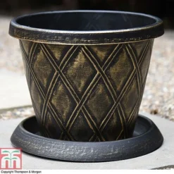 Buddleja 'Butterfly Towers' -Garden Central Sales Store z PATI T56850P A37