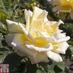 Rose 'Breeder's Choice Collection' (Hybrid Tea Rose) -Garden Central Sales Store z ROSE T59108 A h
