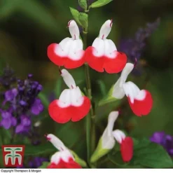 Salvia 'Hot Lips'