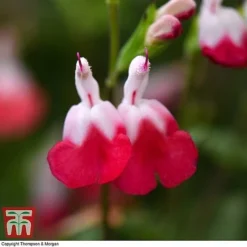 Salvia 'Hot Lips' -Garden Central Sales Store z SALV T51410 C1