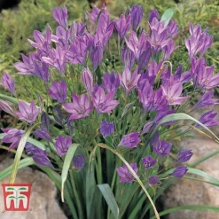 Summer Flowering Bulb Collection -Garden Central Sales Store z SUMM TKA2787 F11