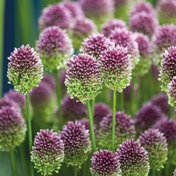 Spring Spectacular Colour Collection -Garden Central Sales Store z allium kb0700 sheap2