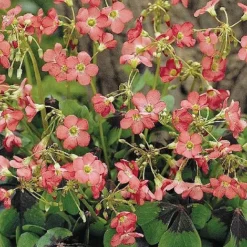 Summer Bulb Collection -Garden Central Sales Store z bulb 71088 d