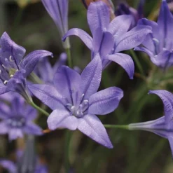 Summer Bulb Collection -Garden Central Sales Store z bulb 71088 e