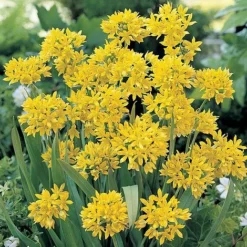 Spring Spectacular Colour Collection -Garden Central Sales Store z bulb5